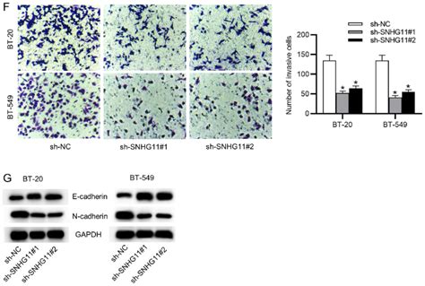 Snhg11 Promotes Cell Proliferative And Migratory Abilities In Tnbc A