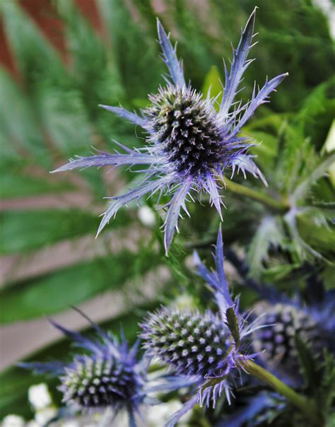 Banco De Imagens Espinhoso Plantar Flor Ver O Parque Nica