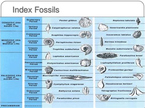 Paleontologi 2 Fossil Evolusi And Waktu Geologi