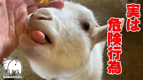 山羊の皮をかぶった狼のような子ヤギ 2023年1月12日 Goat Farm 手作りヤギ牧場 吉がけ牧場 Youtube