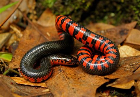 Snake Hibernation Facts When Where And How Long Fauna Facts