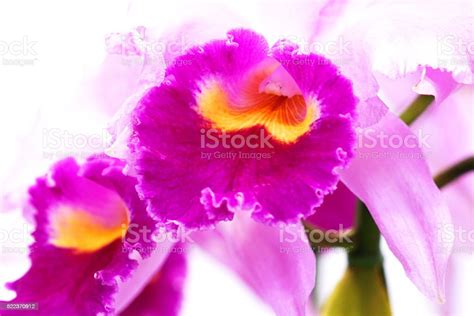 orchid   world stock photo  image  beauty blossom
