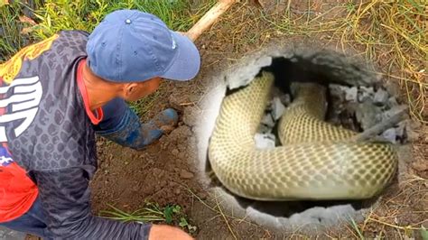 Mga Cobra At Rat Snake Sa San Quintin Pangasinan Jtg Kamandag Youtube