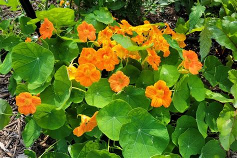 5 Reasons To Grow Nasturtiums & 10 Delicious Nasturtium Recipes