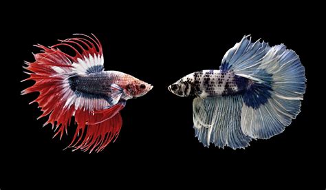 The Silent Struggles of Betta Fish: Understanding Their Complex World