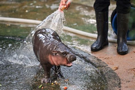 How To Watch Moo Deng The Sassy Viral Pygmy Hippo On A 24 7