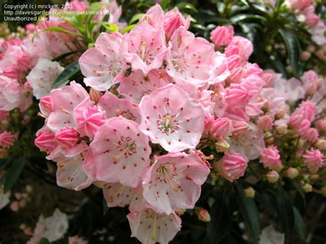 Plantfiles Pictures Kalmia Calico Bush Mountain Laurel Spoonwood