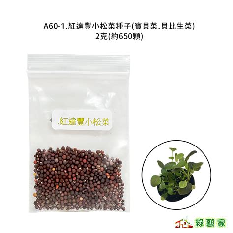 A60 1紅達豐小松菜種子2克約650顆寶貝菜貝比生菜營養價值高蔬菜，葉形圓形葉菜類種子【綠藝家】 蝦皮購物