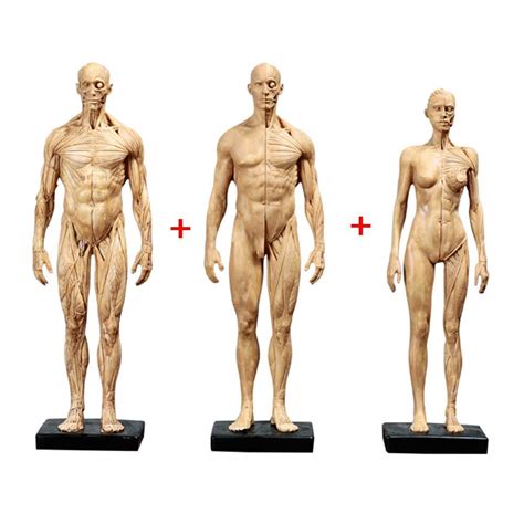 Buy Educational Model 11 Inch Female Male Anatomy Figure Male Muscle