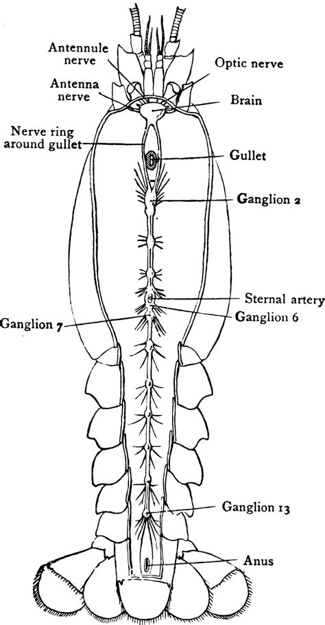 Crayfish Nervous System, vintage illustration. 13720724 Vector Art at Vecteezy