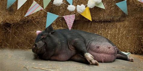 Adorable Pregnant Pig Had Her Own Maternity Shoot and the Results Are ...