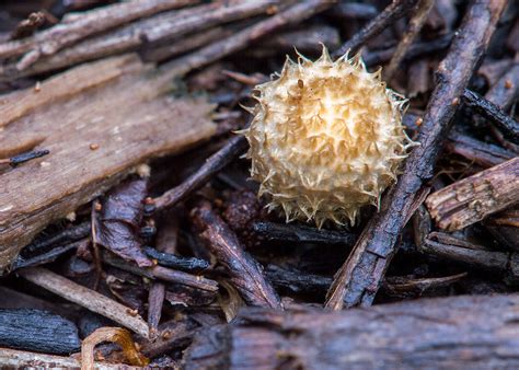 Cyathus Stercoreus Cyathus Stercoreus John Van De Geyn Flickr