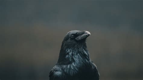 Ворон обои (51 фото) - красивые фото и картинки pofoto.club