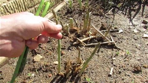 Basic Asparagus Growing Information Its A Perrenial In Zones 4 9