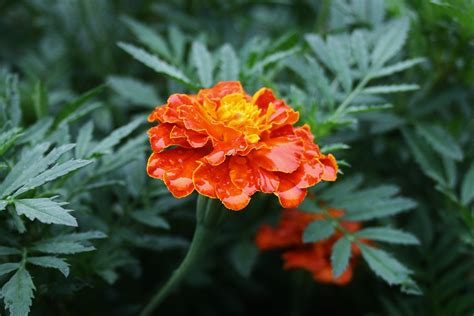 10 Things You Didnt Know About Marigolds