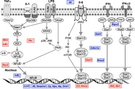 Schematic of TLR IL 1 IL 6 and interferon receptor activation of NFκB