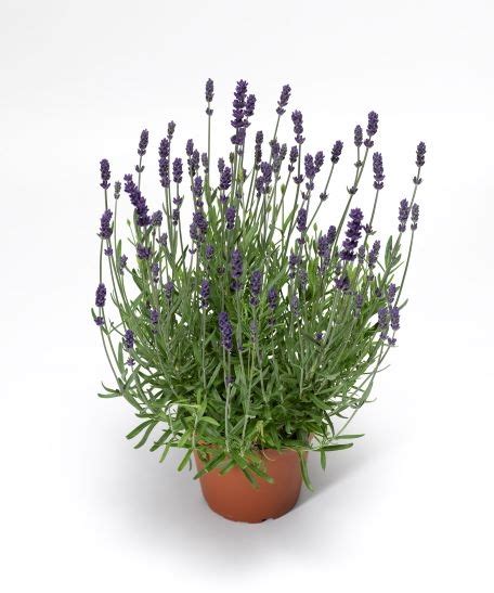 Plants Seeds And Bulbs Other Seeds And Bulbs Perennial 50 Lavandula Seeds