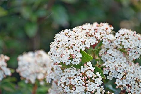 Viburnum tinus: A Guide to Laurustinus | Ultimate Backyard