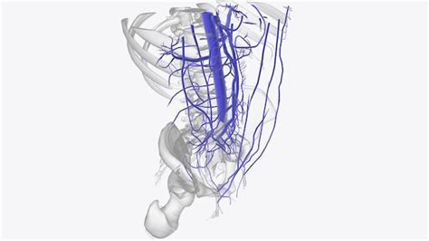 Premium Photo | The veins of the abdomen drain deoxygenated blood and ...