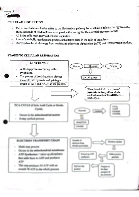 Solution Cellular Respiration Studypool