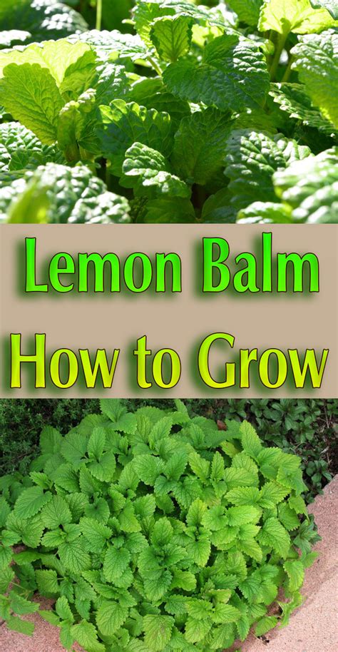 Lemon Balm How To Grow Quiet Corner