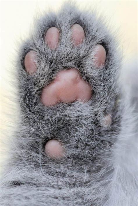 cat toe beans interesting facts   cute feline feature petskb