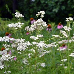 Achill E Millefeuille Phytosante Espace