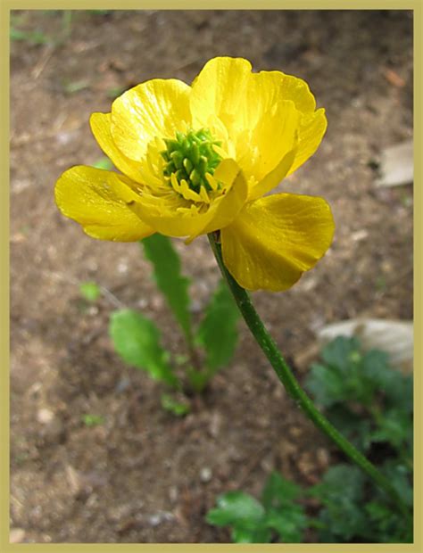 Yellow Geranium