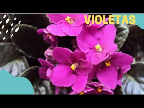 Macetas De Violeta Africana Home Depot