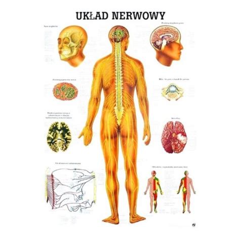 Anatomia Tablica Nielaminowana Uk Ad Nerwowy Polski