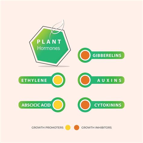 Types of plant hormone in agriculture and biology. Growth promoters and ...