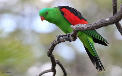 Red Winged Parrot Laurence Sanders Flickr