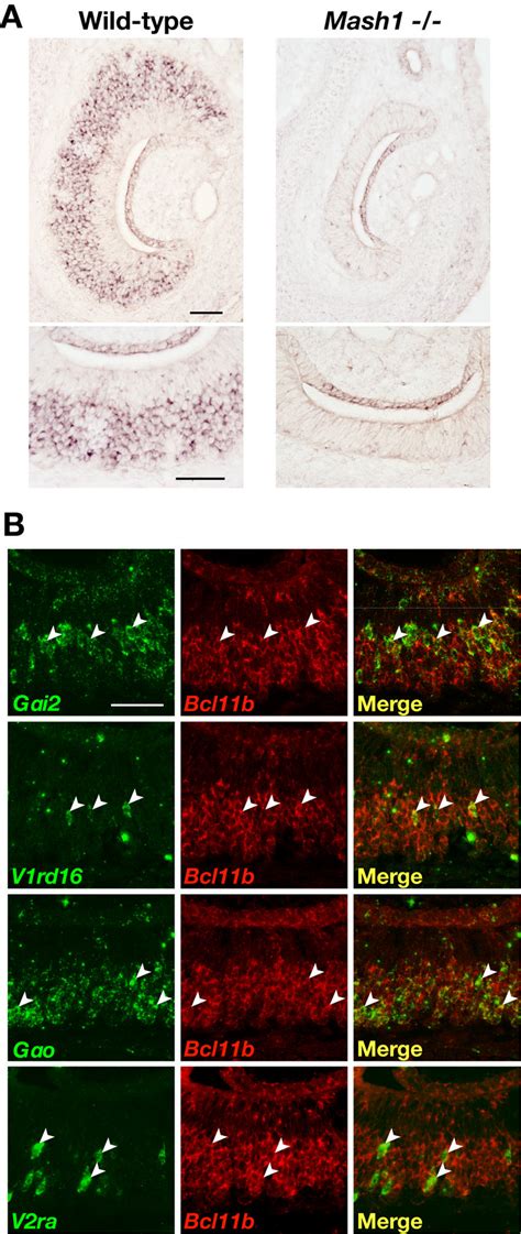 Bcl11b Function Downstream Of Mash1 And In Both Two Types Of Vsns A