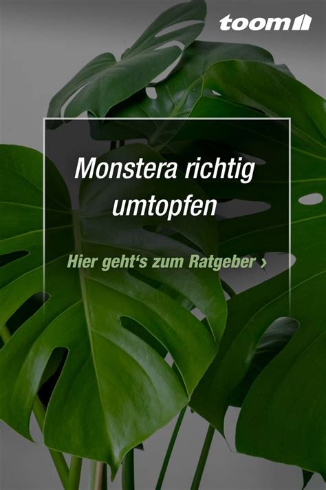 Monstera Pflegen Fensterblatt Gie En D Ngen Vermehren Plant Mom