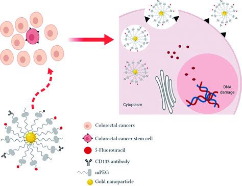 Colorectal Cancer Stem Cells A Review Of Targeted Drug Delivery By