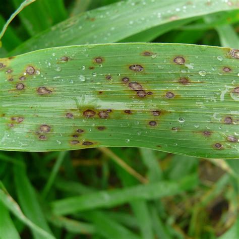 Gray Leaf Spot Pestoscope