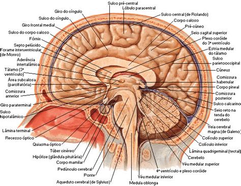 Prosa Decisi N Feudal Tercer Ventriculo Anatomia Dif Cil Vida M Sculo