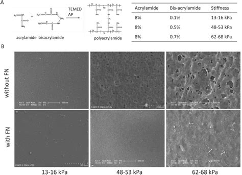 Effects Of Matrix Stiffness On The Morphology Adhesion Proliferation