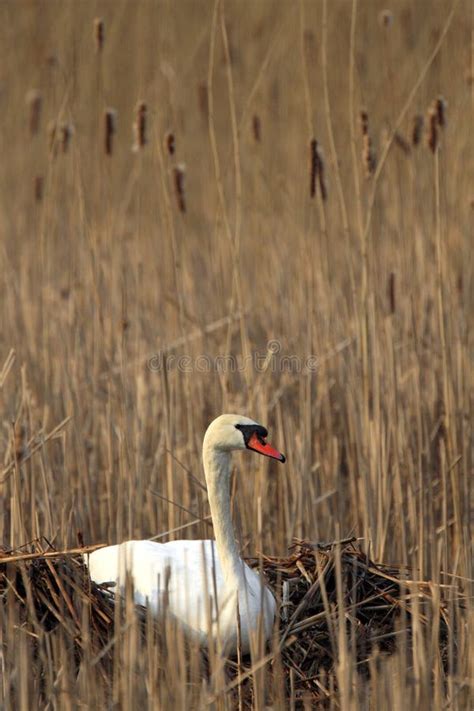 Single Mute Swan Bird on a Nest during the Spring Nesting Period Stock ...