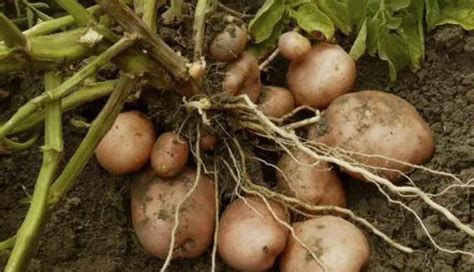 Plantação de batatas Aprenda como plantar batatas em profundidade