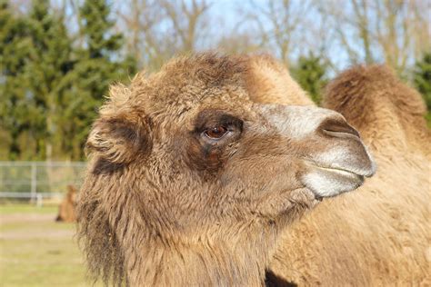 cute animal like camel 6