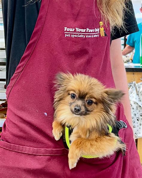Four Your Paws Only - We LOVE celebrating pet birthdays at FYPO!🐾💜🎂