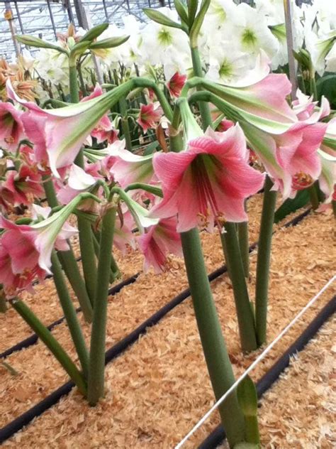 Trumpet Amaryllis Misty Florissa Flowers Roses Fruits And