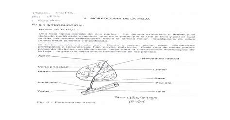 Clasificacion De Las Hojas Doc [doc Document]