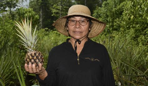 Unsdg Suriname Fast Track To Sustainable Pineapple Production