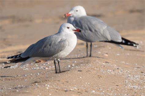 Gavina Corsa Gaviota De Audouin Audouin S Gull Go La Flickr