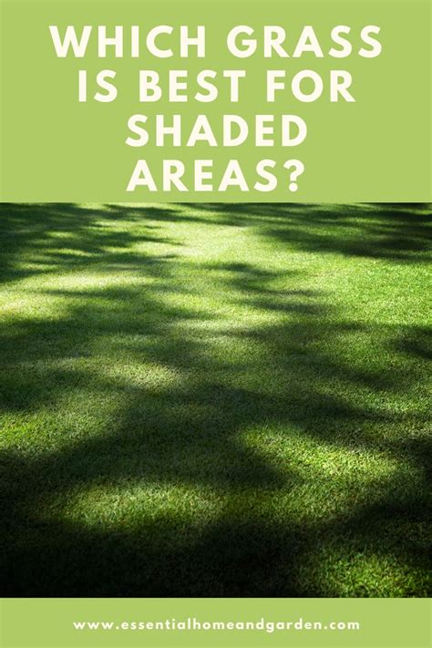 The Best Grass For Shaded Areas In Your Yard Shade Grass Best Grass For Shade Grass For