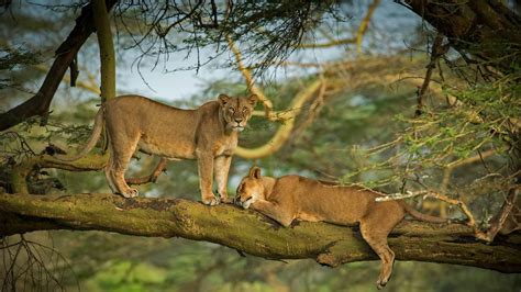 Feline Nature Big Cats Animals Trees Lion Mammals Hd Wallpaper