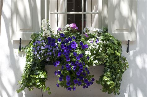 Window Box Flowers For Shady Spots