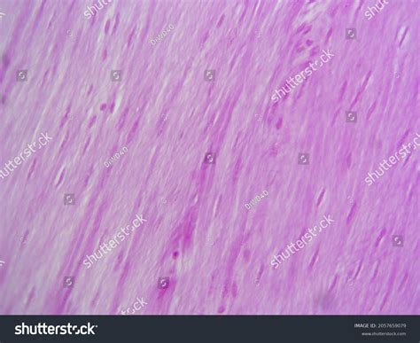 Histology Microscope Image Smooth Muscle Tissue Stock Photo 2057659079